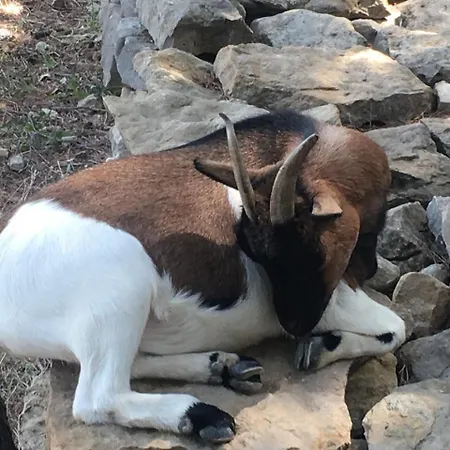 Les Insolites De Taracopala *